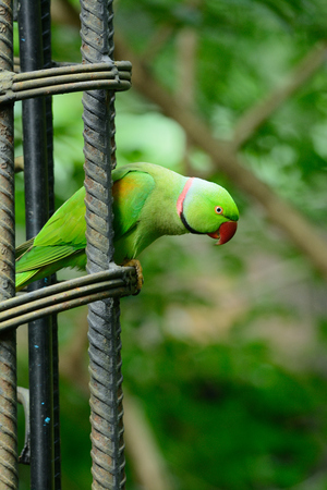beautiful male Alexandrine Parakeet (Psittacula eupatria) in Thai forestの写真素材