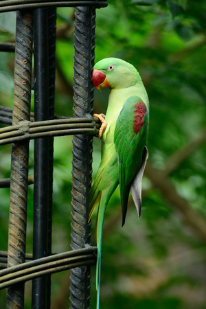 beautiful female Alexandrine Parakeet (Psittacula eupatria) in Thai forest