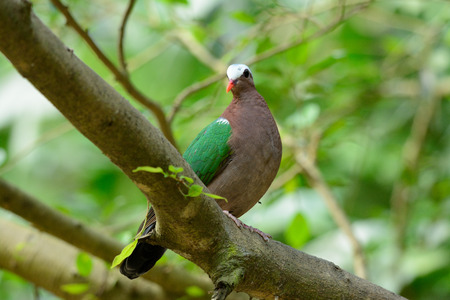 beautiful Emeral Dove (Ptilinopus jumbu) standing on groundの写真素材