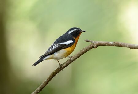 beautiful male mugimaki flycatcher (Ficedula mugimaki) standing on branchの写真素材