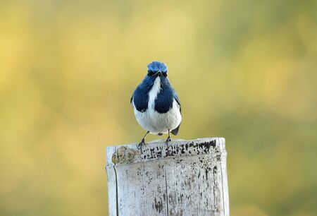 beatiful male Ultramarine Flycatcher (Ficedula superciliaris) possing on the branchの写真素材
