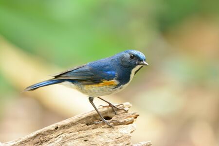 beautiful male Himalayan Bluetail (Tarsiger rufilatus) in Thai forestの写真素材