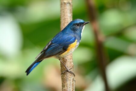 beautiful male Himalayan Bluetail (Tarsiger rufilatus) in Thai forestの写真素材