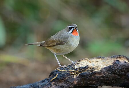 beautiful male Siberian Rubythroat (Luscinia calliope) standing on groundの写真素材