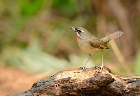 beautiful male Siberian Rubythroat (Luscinia calliope) standing on groundの写真素材