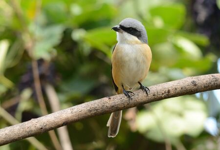 beatiful Gray-backed Shrike (Lunius tephronotus) possing on the branchの写真素材