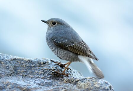 beautiful female Plumbeous Redstart (Rhyacornis fuliginosa) in Thai forestの写真素材