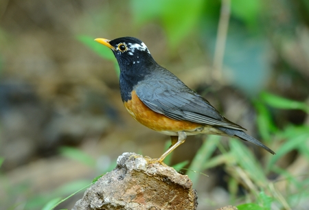 beautiful male Black-breasted Thrush (Turdus dissimilis) in Thailandの写真素材