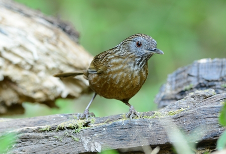 beautiful Streaked Wren Babbler (Napothera brevicaudata) in Thai forestの写真素材