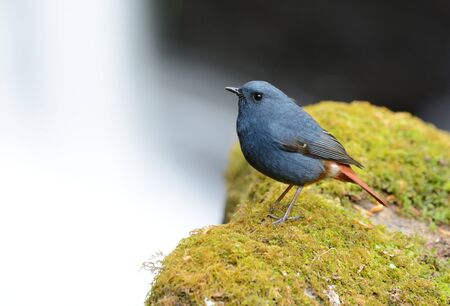 beautiful male Plumbeous Redstart (Rhyacornis fuliginosa) in Thai forestの写真素材