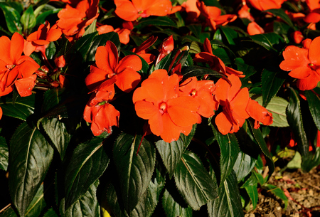 beautiful Impatiens flower (Impatiens psittacina) at Thai flower gardenの写真素材
