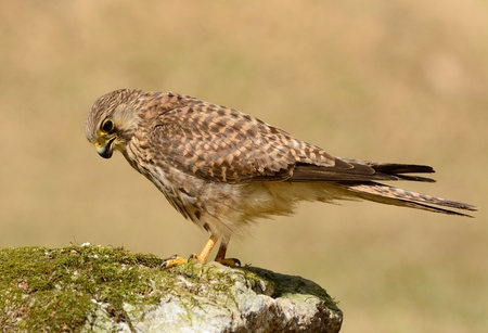 beautiful female Common Kestrel (Falco tinnunculus) standing on groundの写真素材