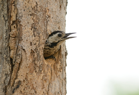 beautiful female Spot-breasted Woodpecker (Dendrocopos analis) at his holeの写真素材