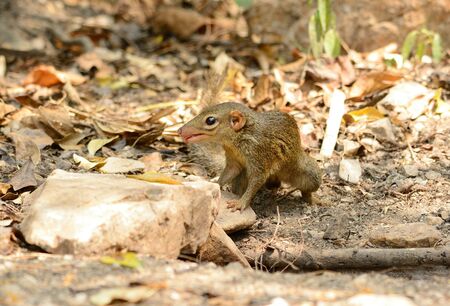 beautiful northern treeshrew (Tupaia belungeri) inThai forestの写真素材