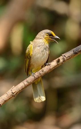 beautiful Stripe-throated bulbul (Pycnonotus finlaysoni)  in Thai forestの写真素材