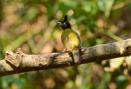 beautiful black-crested (Pycnonotus flaviventris) bulbul in the treeの写真素材