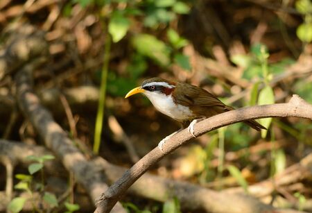 beatiful White-browed Scimitar-Babbler (Pomatorhinus schisticeps) in Thai forestの写真素材