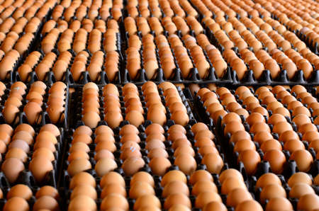 Many brown  in plastic carton tray