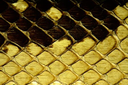 snake skin with the pattern lozenge style