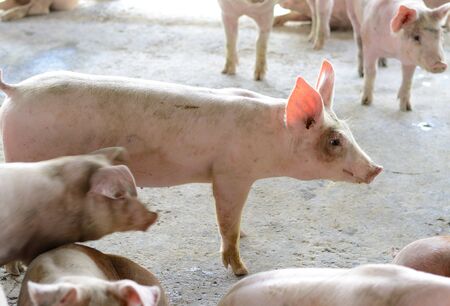example ofThai stlye commercial pig farm
