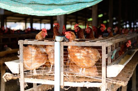 example ofThai stlye commercial layer farmの写真素材