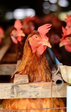 example ofThai stlye commercial layer farmの写真素材