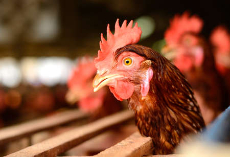 example ofThai stlye commercial layer farmの写真素材