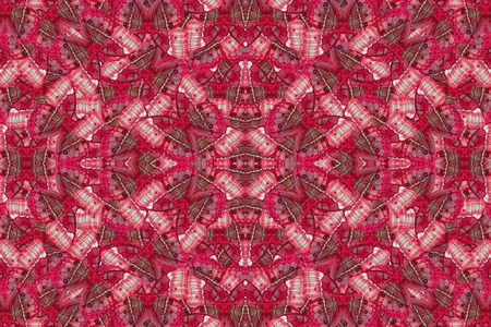 Beautiful multicolor pattern background texture made from Cambodian Junglequeen Butterfly (Stichophthalma howqua)の写真素材