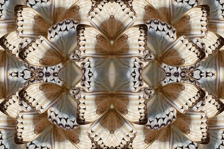 Beautiful multicolor pattern background texture made from Cambodian Junglequeen Butterfly (Stichophthalma howqua)の写真素材