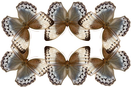 Beautiful wing detail of Cambodian Junglequeen Butterfly (Stichophthalma howqua)