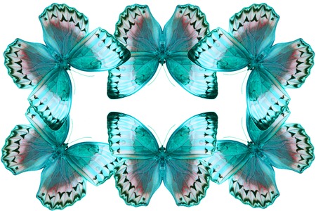 Beautiful Cambodian Junglequeen Butterfly (Stichophthalma howqua) in process color isolated on whiteの写真素材