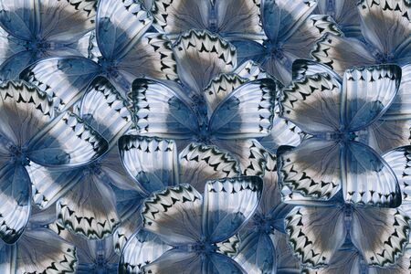 Beautiful multicolor pattern background texture made from Cambodian Junglequeen Butterfly (Stichophthalma howqua)の写真素材