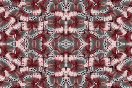 Beautiful multicolor pattern background texture made from Cambodian Junglequeen Butterfly (Stichophthalma howqua)の写真素材