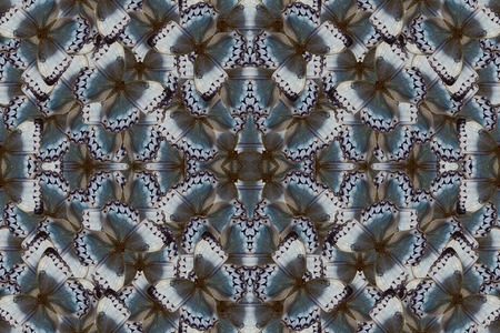 Beautiful multicolor pattern background texture made from Cambodian Junglequeen Butterfly (Stichophthalma howqua)の写真素材