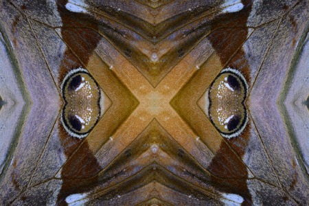 Beautiful multicolor pattern background texture made from Cambodian Junglequeen Butterfly...