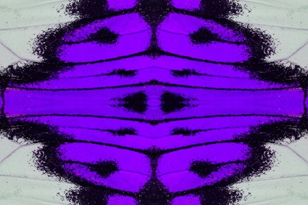 Beautiful multicolor pattern background texture made from Great Orange Tip Butterfly (Hebomoia...