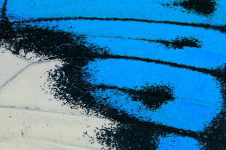 Beautiful multicolor pattern background texture made from Great Orange Tip Butterfly (Hebomoia glaucippe)の写真素材