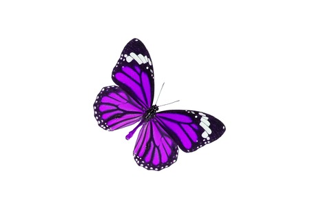 Beautiful Common Tiger Butterfly (Danaus genutia) in process color isolated on whiteの写真素材