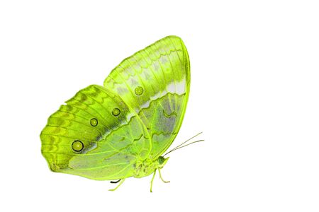 Beautiful Cambodian Junglequeen Butterfly (Stichophthalma howqua) in process color isolated on whiteの写真素材