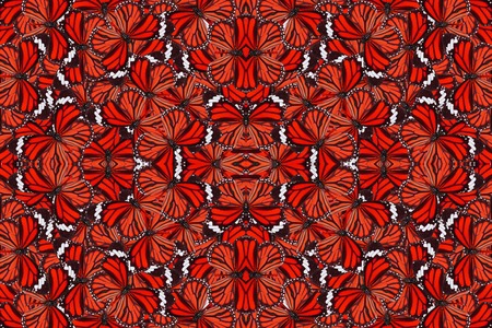 Beautiful multicolor pattern background texture made from Common Tiger Butterfly (Danaus genutia)