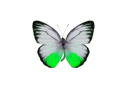 Beautiful male Orange Gull Butterfly (Cepora iudith) in process color isolated on whiteの写真素材