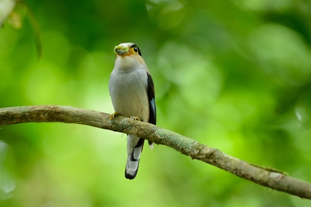 beautiful male Silver-breasted Broadbill (Serilophus lunatus) sitting on branch at Kaeng Krachan National Park,Thailandの写真素材