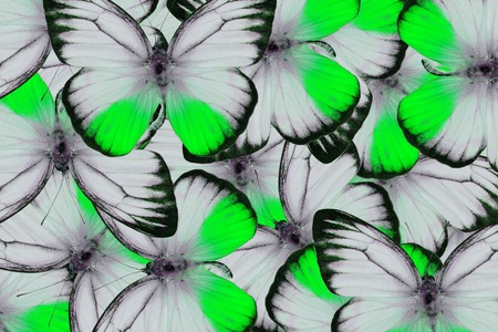 Beautiful multicolor pattern background texture made from male Orange Gull Butterfly (Cepora iudith)の写真素材