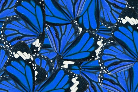 Beautiful multicolor pattern background texture made from Common Tiger Butterfly (Danaus genutia)の写真素材