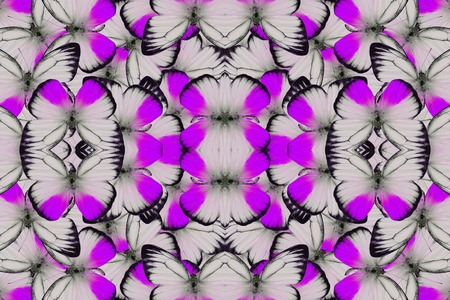 Beautiful multicolor pattern background texture made from male Orange Gull Butterfly (Cepora iudith)の写真素材