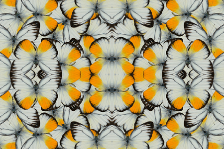 Beautiful multicolor pattern background texture made from male Orange Gull Butterfly (Cepora iudith)の写真素材