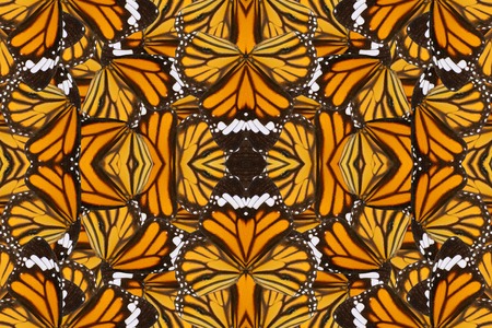 Beautiful multicolor pattern background texture made from Common Tiger Butterfly (Danaus genutia)の写真素材