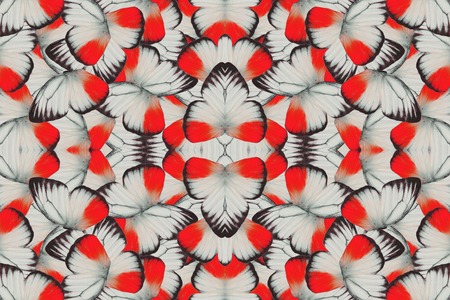 Beautiful multicolor pattern background texture made from male Orange Gull Butterfly (Cepora iudith)の写真素材