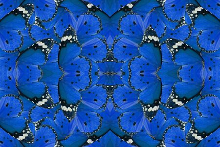 Beautiful multicolor pattern background texture made from Plain Tiger Butterfly (Danaus chrysippus)