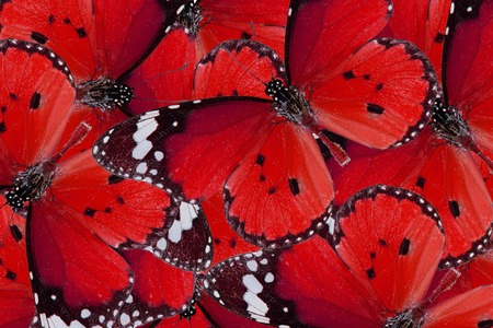 Beautiful multicolor pattern background texture made from Plain Tiger Butterfly (Danaus chrysippus)の写真素材